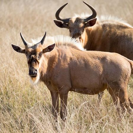 Plettenberg Bay Game Reserve: The Baroness Safari Lodge ภายนอก รูปภาพ