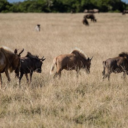 Plettenberg Bay Game Reserve: The Baroness Safari Lodge ภายนอก รูปภาพ