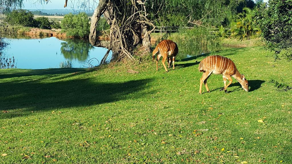 Plettenberg Bay Game Reserve: The Baroness Safari Lodge ภายนอก รูปภาพ