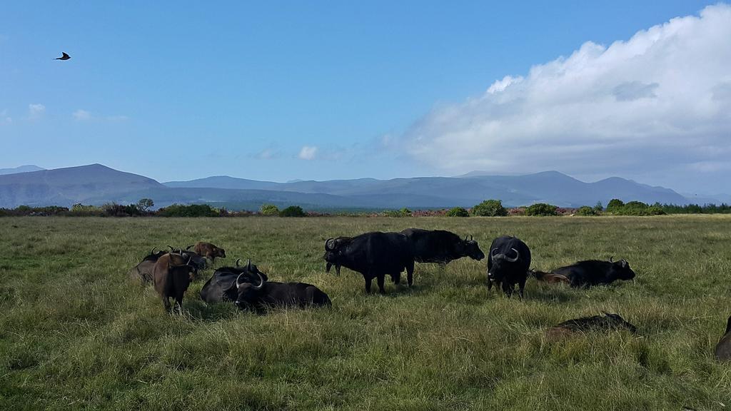 Plettenberg Bay Game Reserve: The Baroness Safari Lodge ภายนอก รูปภาพ