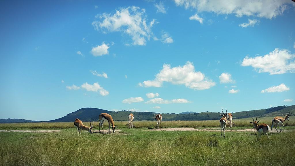 Plettenberg Bay Game Reserve: The Baroness Safari Lodge ภายนอก รูปภาพ
