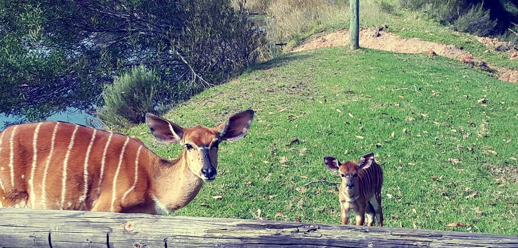 Plettenberg Bay Game Reserve: The Baroness Safari Lodge ภายนอก รูปภาพ