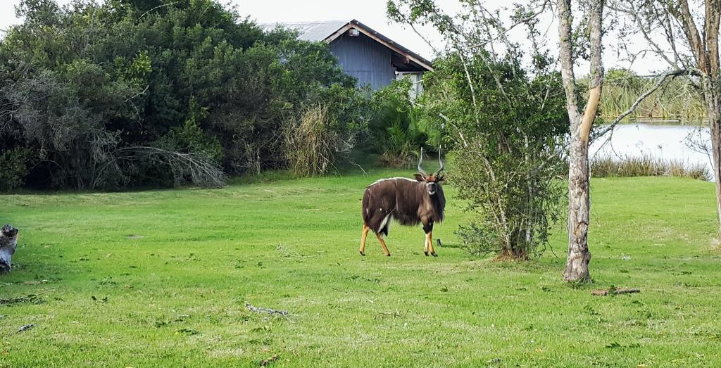 Plettenberg Bay Game Reserve: The Baroness Safari Lodge ภายนอก รูปภาพ