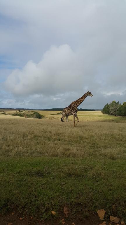 Plettenberg Bay Game Reserve: The Baroness Safari Lodge ภายนอก รูปภาพ