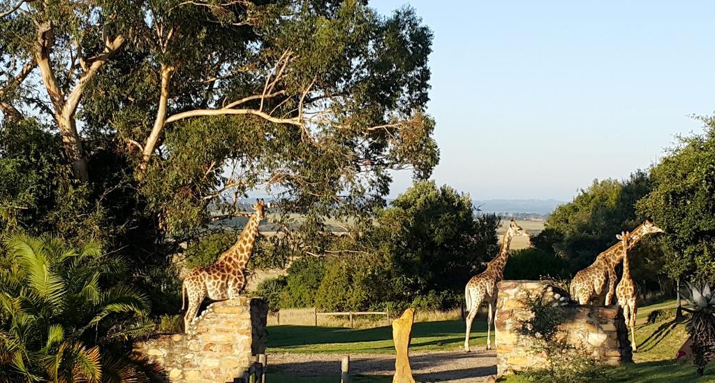Plettenberg Bay Game Reserve: The Baroness Safari Lodge ภายนอก รูปภาพ