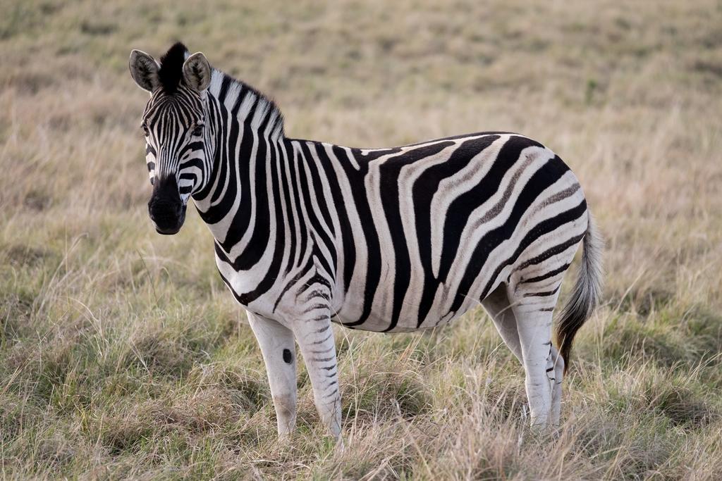 Plettenberg Bay Game Reserve: The Baroness Safari Lodge ภายนอก รูปภาพ