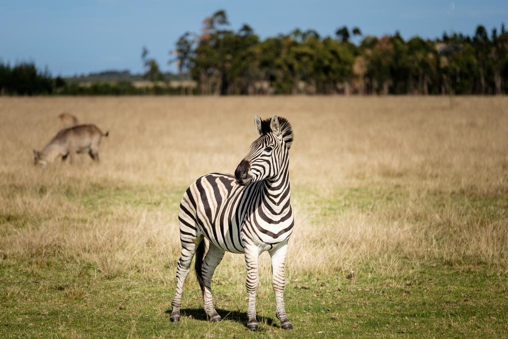 Plettenberg Bay Game Reserve: The Baroness Safari Lodge ภายนอก รูปภาพ