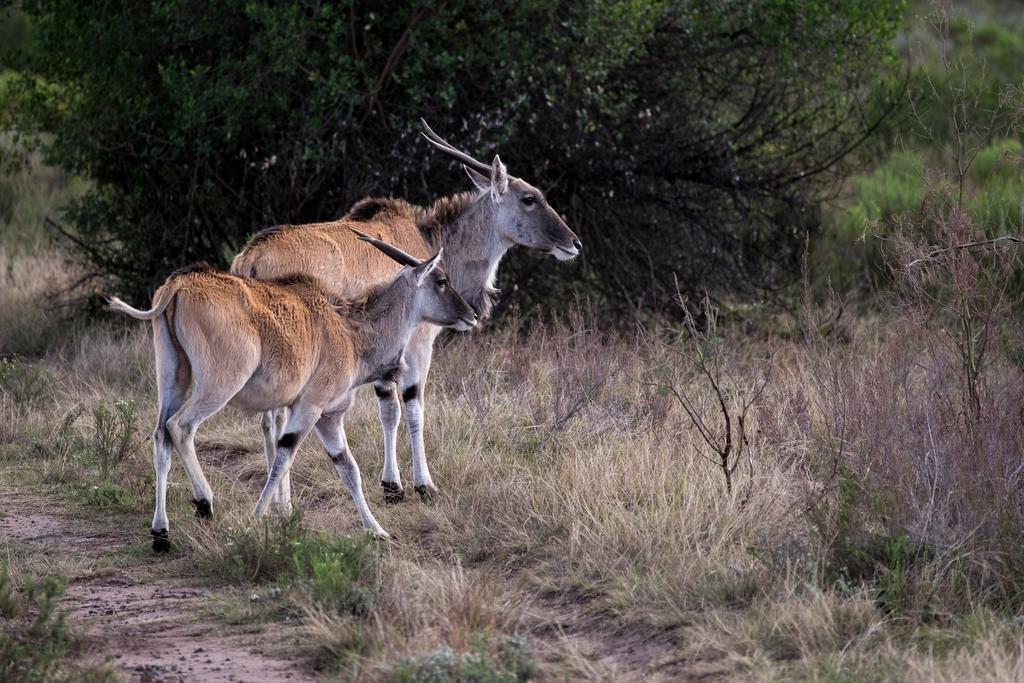 Plettenberg Bay Game Reserve: The Baroness Safari Lodge ภายนอก รูปภาพ