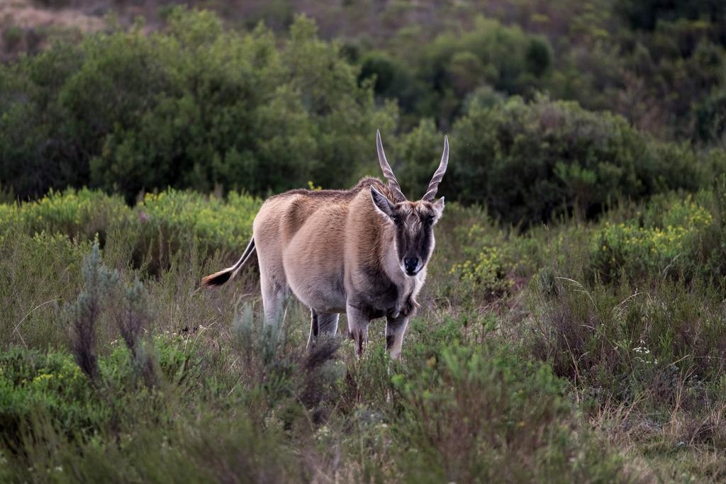 Plettenberg Bay Game Reserve: The Baroness Safari Lodge ภายนอก รูปภาพ