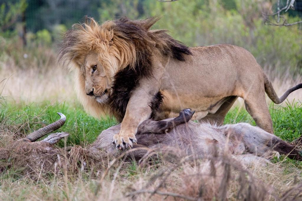 Plettenberg Bay Game Reserve: The Baroness Safari Lodge ภายนอก รูปภาพ