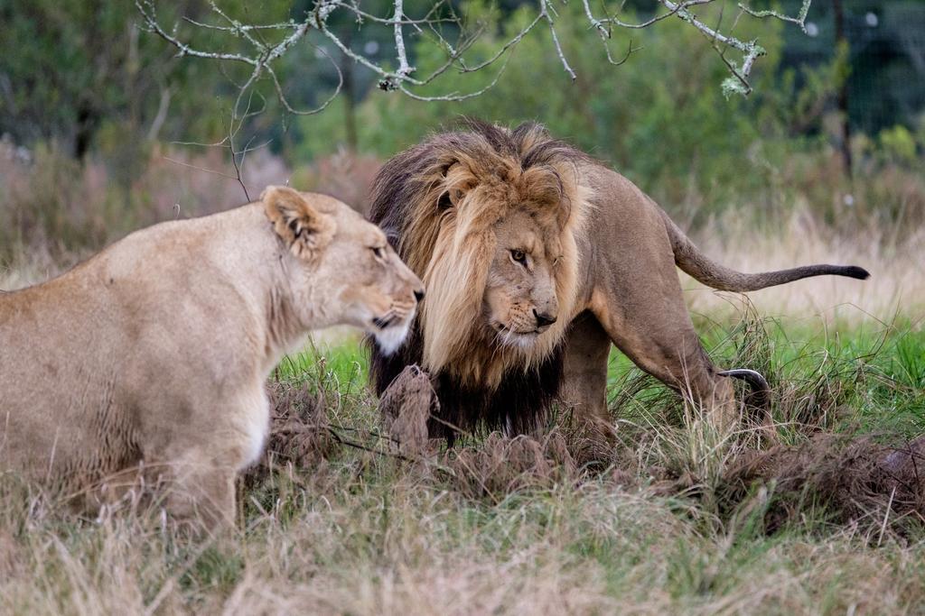 Plettenberg Bay Game Reserve: The Baroness Safari Lodge ภายนอก รูปภาพ