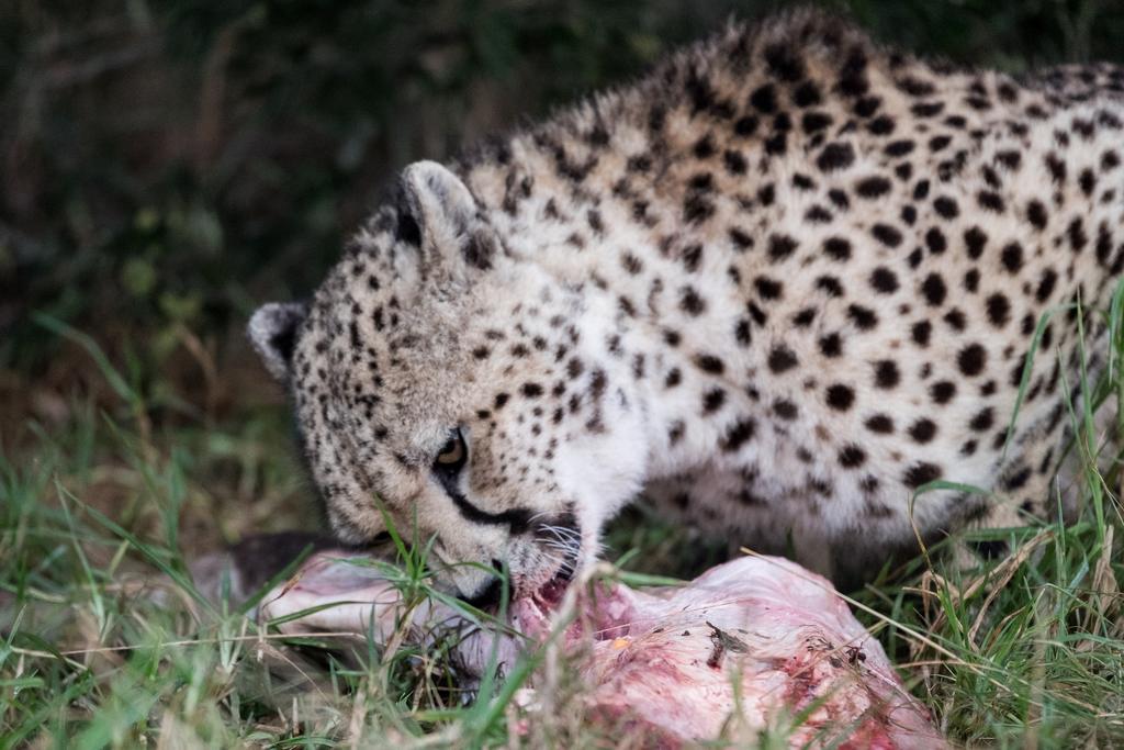 Plettenberg Bay Game Reserve: The Baroness Safari Lodge ภายนอก รูปภาพ