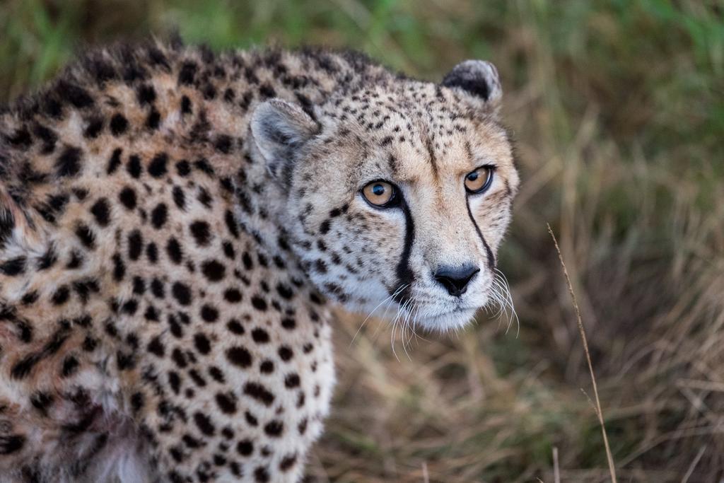 Plettenberg Bay Game Reserve: The Baroness Safari Lodge ภายนอก รูปภาพ