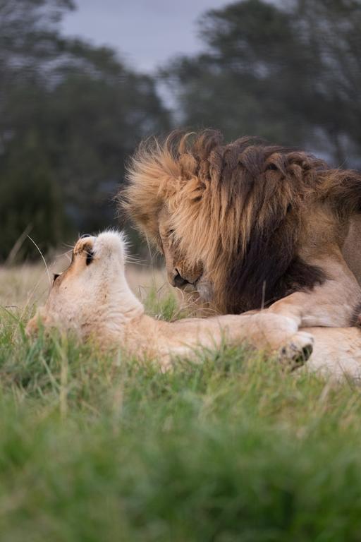 Plettenberg Bay Game Reserve: The Baroness Safari Lodge ภายนอก รูปภาพ