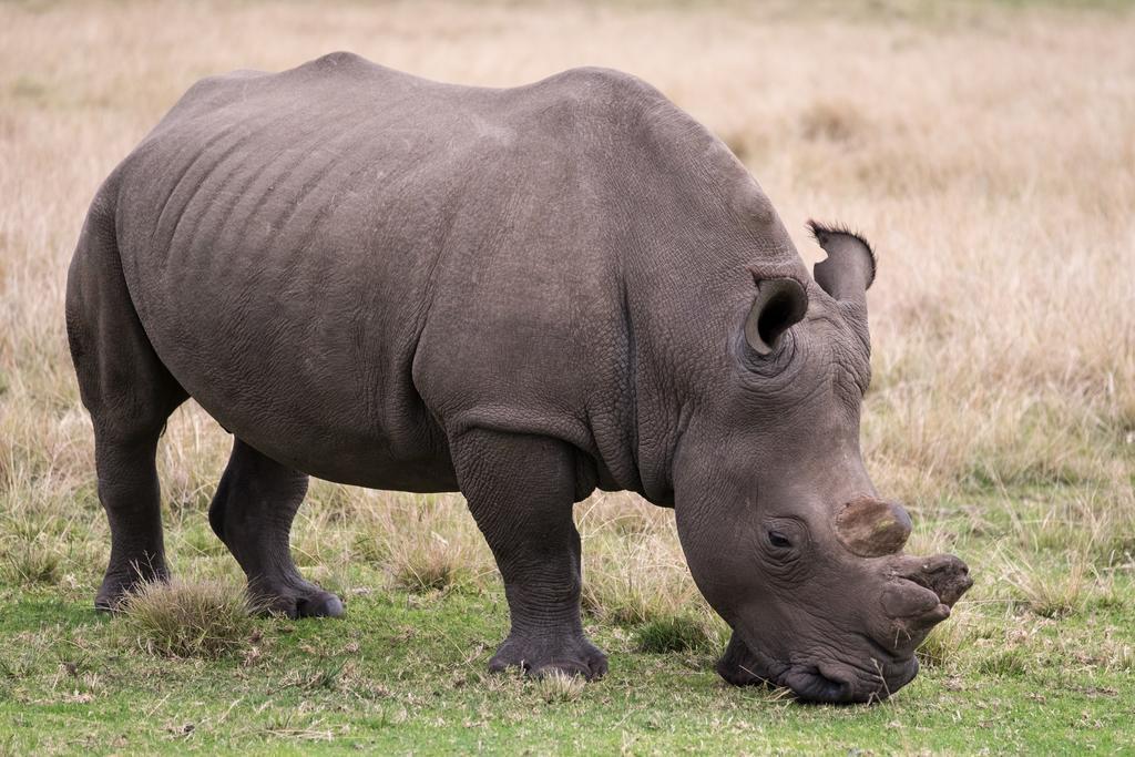 Plettenberg Bay Game Reserve: The Baroness Safari Lodge ภายนอก รูปภาพ