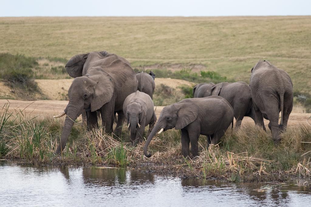 Plettenberg Bay Game Reserve: The Baroness Safari Lodge ภายนอก รูปภาพ